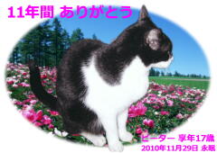 ピーターちゃんのメモリアル写真　ペット葬儀日：２０１０年１１月３０日　千葉県よりご依頼